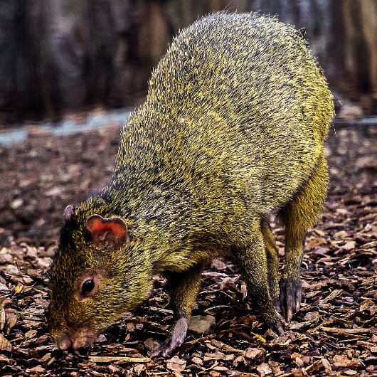 Agouti-2020-08-28-2