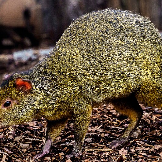 Agouti-2020-08-28-3