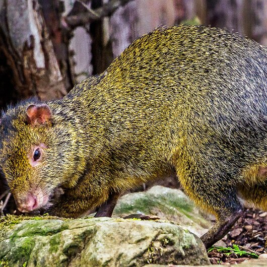 Agouti-2020-08-28-4