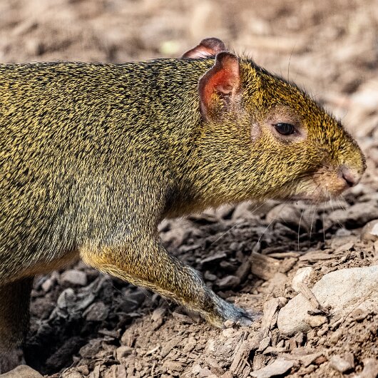 Agouti-2021-09-04