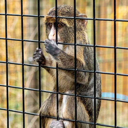 Common-Marmoset-2022-06-23-1