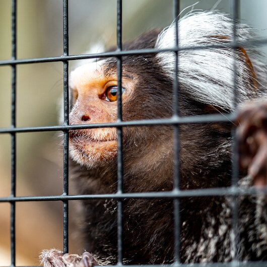 Common-Marmoset-2022-06-23-2