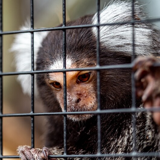 Common-Marmoset-2022-06-23-3