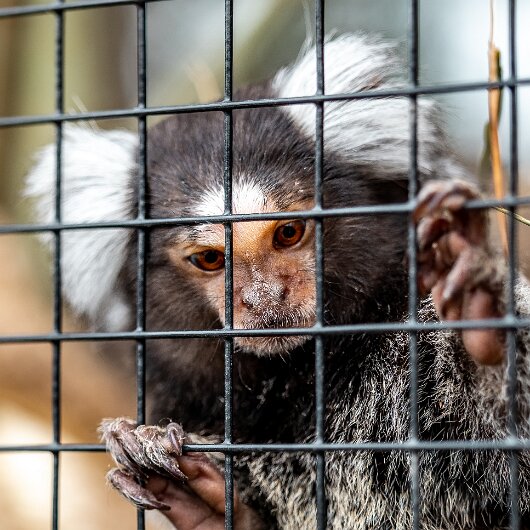 Common-Marmoset-2022-06-23-4