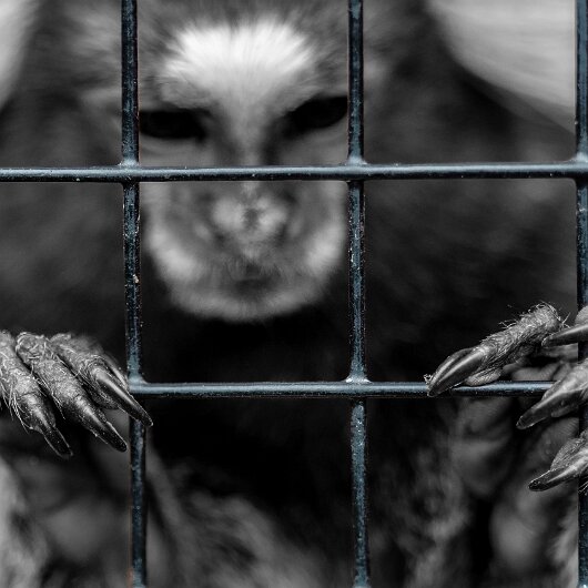 Common-Marmoset-2022-06-23-5