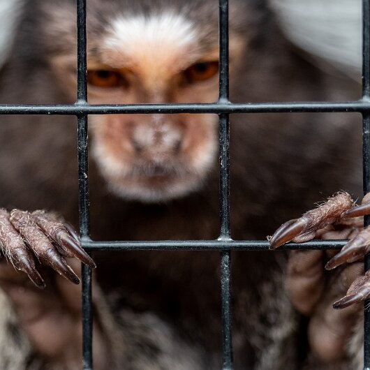 Common-Marmoset-2022-06-23-6