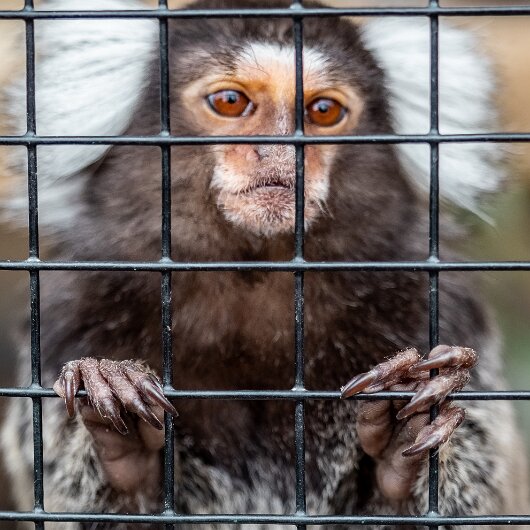 Common-Marmoset-2022-06-23-7