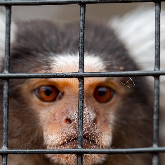 Common-Marmoset-2022-06-23-8