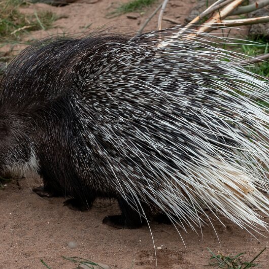 Crested-Porcupine-2022-06-23-2