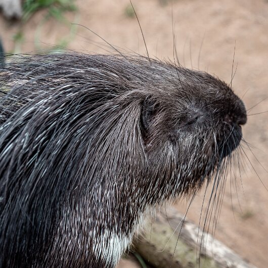 Crested-Porcupine-2022-06-23-3