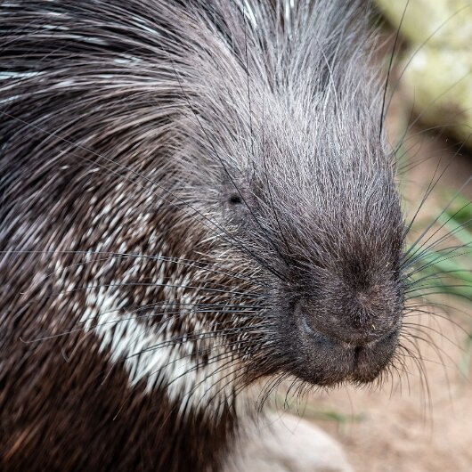 Crested-Porcupine-2022-06-23-4