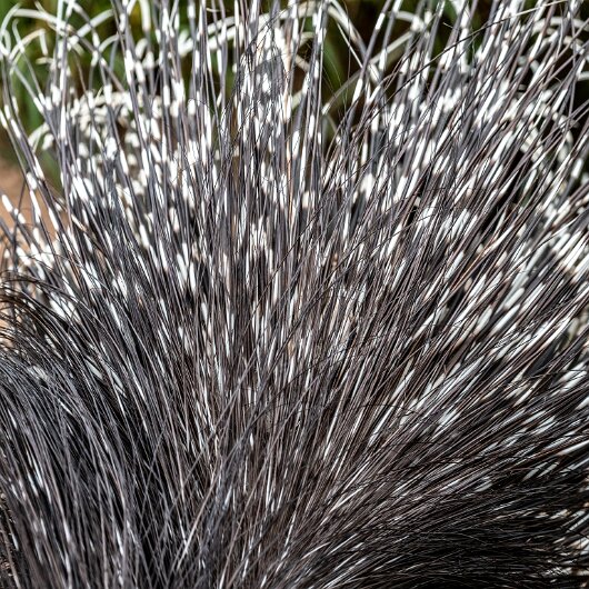 Crested-Porcupine-2022-06-23-5