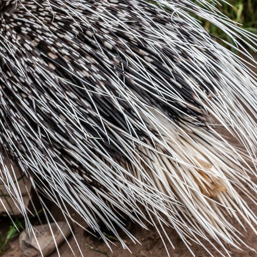 Crested-Porcupine-2022-06-23-6