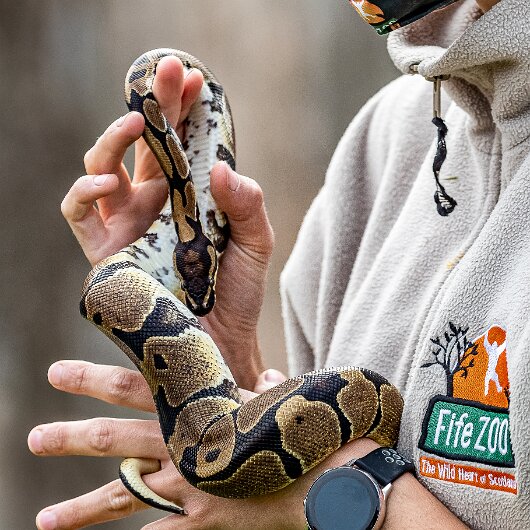 Ball-Python-2021-09-04-2