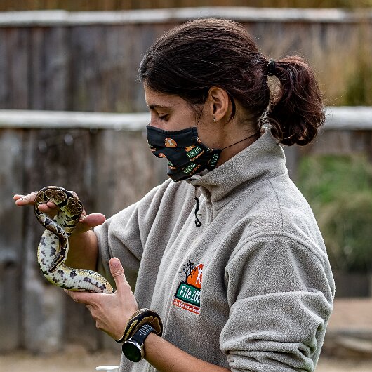 Ball-Python-2021-09-04-3