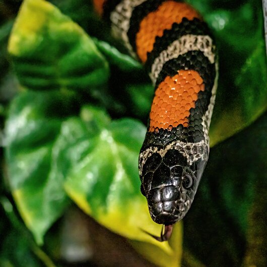 King-Snake-2022-01-27-3