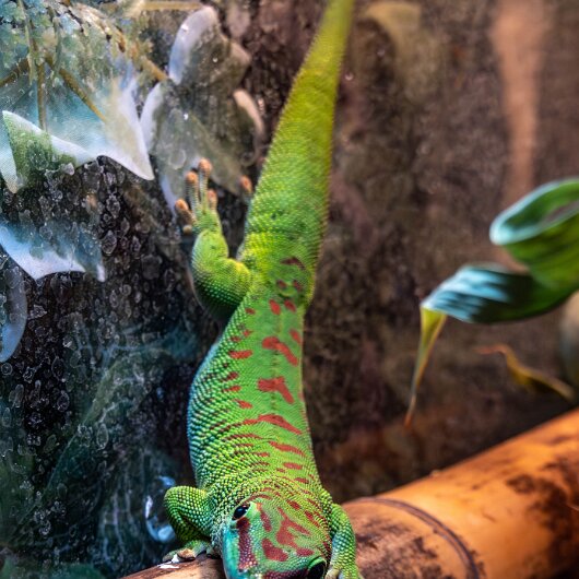 Madagascar-day-gecko-2024-09-03