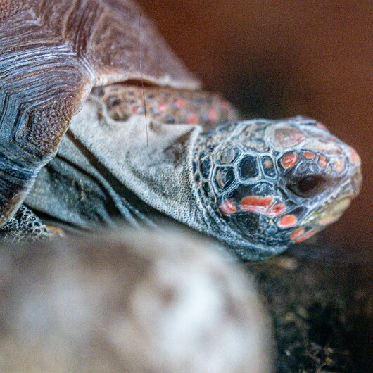 Red-Footed-Tortoise