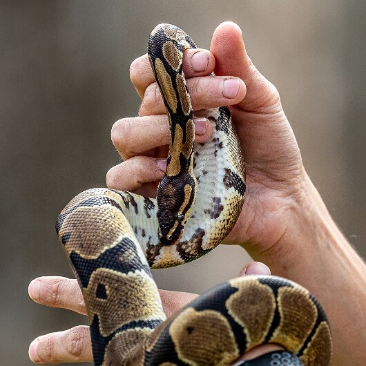 Ball-Python-2021-09-04-1