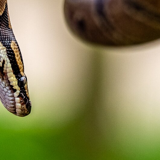 Ball-Python-2021-09-04-4