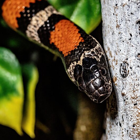 King-Snake-2022-01-27-1