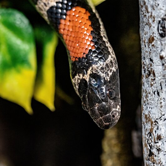 King-Snake-2022-01-27-2