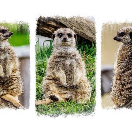 1-Fife-Zoo-Meerkats