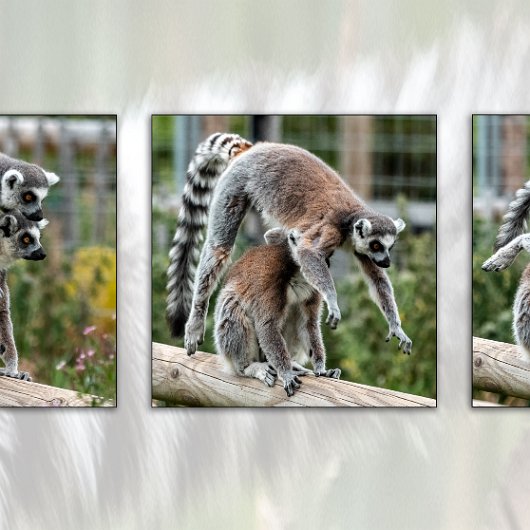 1-Fife-Zoo-Ring-Tailed-Lemur-2