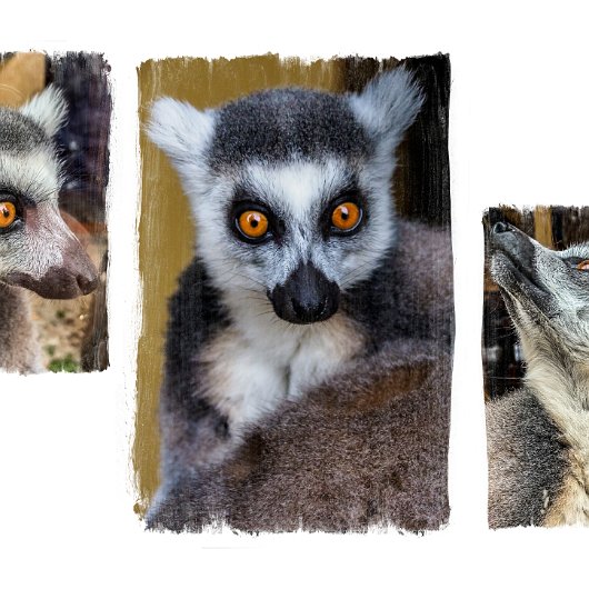 1-Fife-Zoo-Ring-Tailed-Lemur