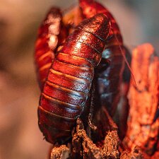 Bugs & Invertebrates