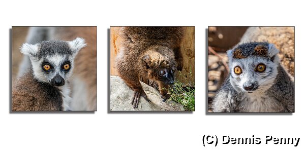 Mammals-Lemurs