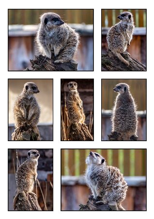 Mammals-Meerkats