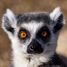 Mammals-Ring-Tailed-Lemur