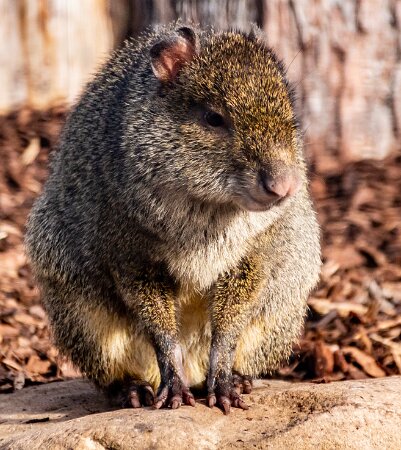Mammals