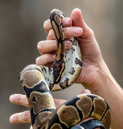 Reptiles & Amphians