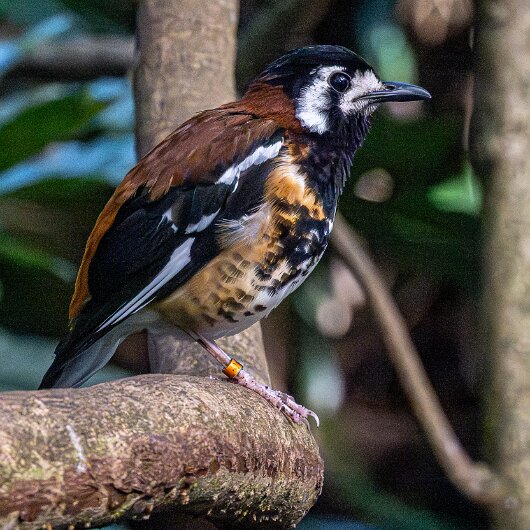 Birds-Chestnut-backed-Thrush-2025-1