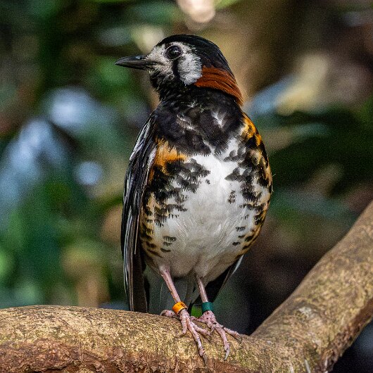 Birds-Chestnut-backed-Thrush-2025-6