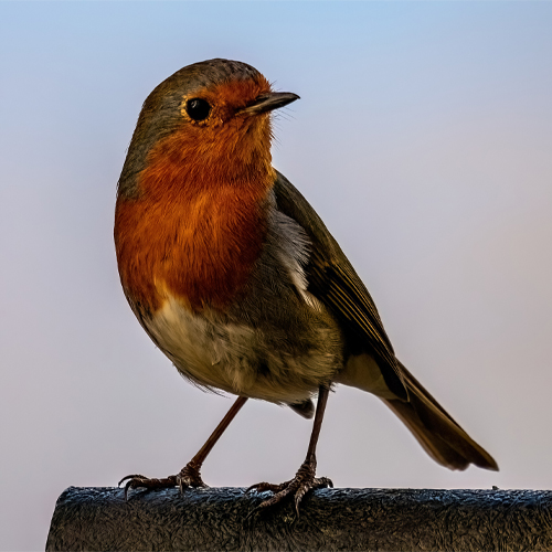 Wildlife Images