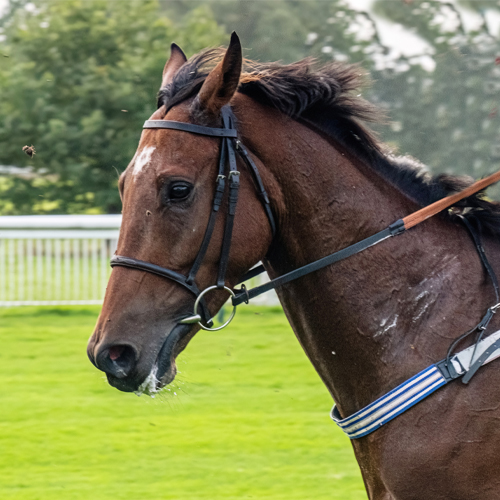 Equestrian Images
